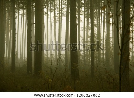 green forrest with tree silhouettes and sunlight
