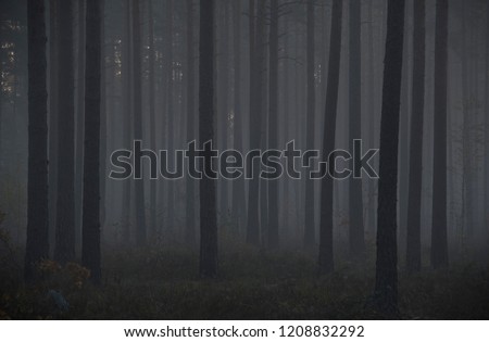 wild forrest and morning sunlight Royalty-Free Stock Photo #1208832292