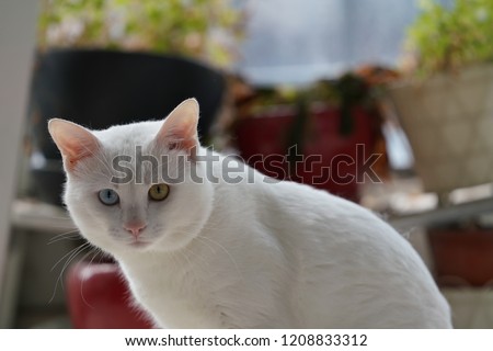 One cute white cat with the different color eyes, one blue and the other brown