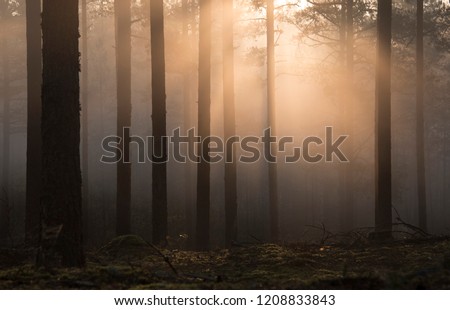 sunrise and warm sunlight in wild forrest Royalty-Free Stock Photo #1208833843