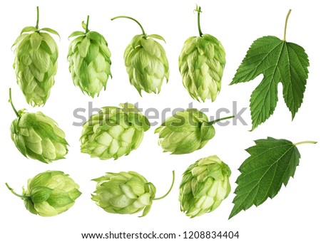 Hops and hop leaves isolated on white background. Collection with clipping path. Royalty-Free Stock Photo #1208834404