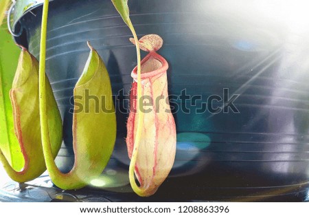 Nepenthes in Thailand
