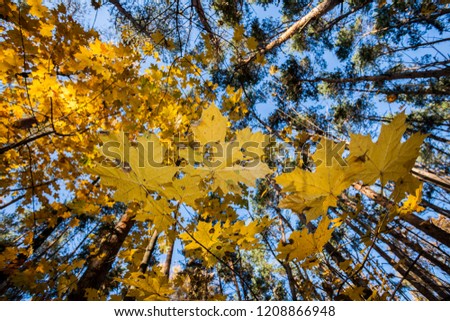 Yellow leaves and black branches of a maple tree against the background of blue October sky.