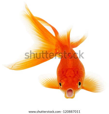 Orange Gold Fish Isolated on White Background Without Shade