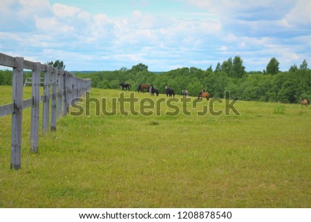 photo of grazing horses