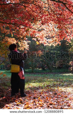 A japanese woman taking a picture on her telephone of beautiful autumn coloured trees and leaves.