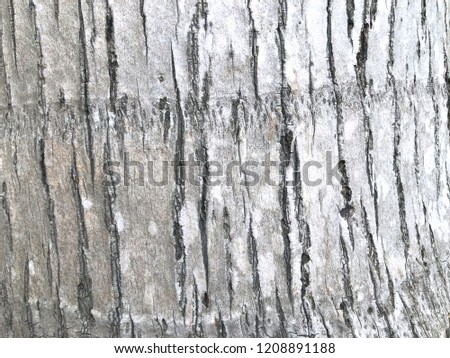 Textured palm tree trunk.Trunk of coconut tree.