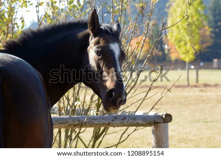 Fencing for horses