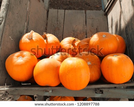 A Variety of Pumpkins - UK  