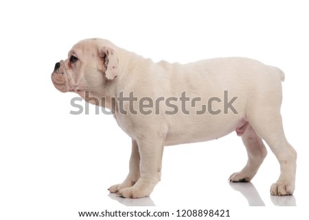 side view of white english bulldog pup standing on white background