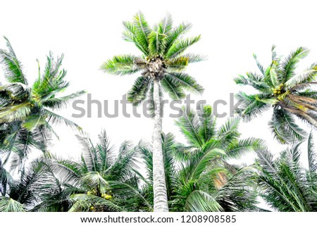 Bottom view sensitive focus coconut trees with green leaves and fruit on white background isoaled, beautiful nautre on beach, holiday and happy time concept.
