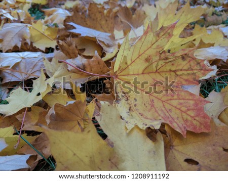 Yellow leaves lie on ground in fall. Autumn pattern. Red yellow leaves in sun