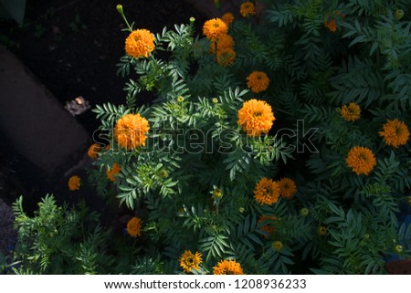 a picture of African Marigold (Tagetes erecta)