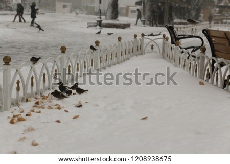 Sparrows eating bread in snow