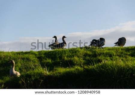 A silhouette of Gooses on a sunny day in the Netherlands