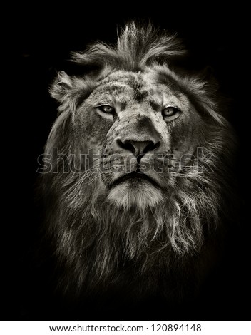 graphic black and white lion portrait on black Royalty-Free Stock Photo #120894148
