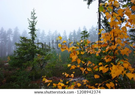 Birch with yellow foliage and coniferous forest in fog in Sweden