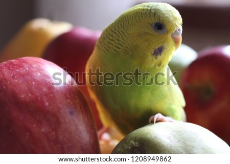 budgie on top of the fruits Royalty-Free Stock Photo #1208949862