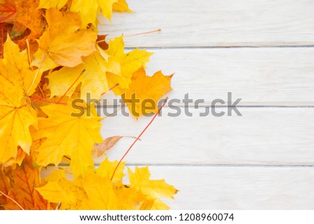 Autumn background with yellow leaves. Nature background