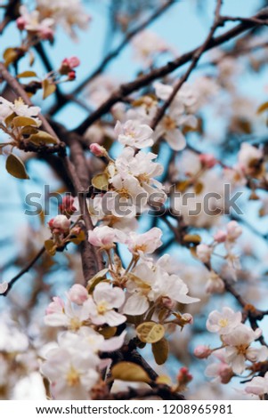 Photo of apple blossom. Spring, sunshine, happiness.