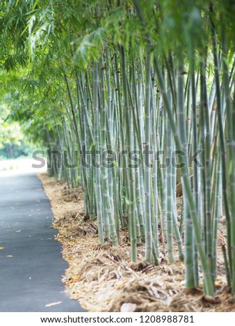 Walkwall asphalt betabeen green Bamboo paths