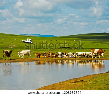 Cattle and sheep at a water hole in the Mongolian steppe near Ulaanshiveet, Bulgan Province, Mongolia