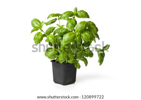 Picture of fresh basil plant in a plastic pot on white background.