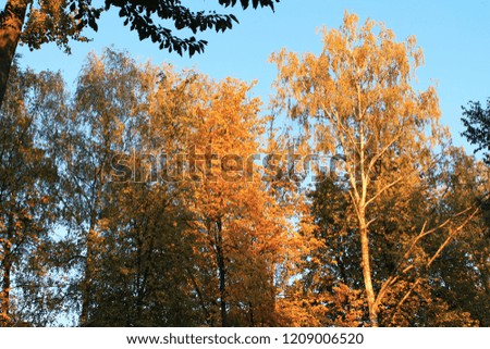 autumn. fun colors of autumn. bright red trees meet the sun