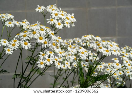 Chamomile. Extract of Italian chamomile Matricaria recutita is considered strong tea. It was used in phytotherapy as antimicrobial and anti-inflammatory. It is also used in ointments and lotions infec Royalty-Free Stock Photo #1209006562