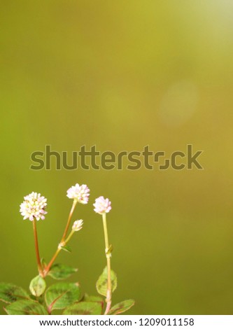 Soft tone, Vertical image. Little pink flower and leaves on green background in the morning. Free space for any text design.