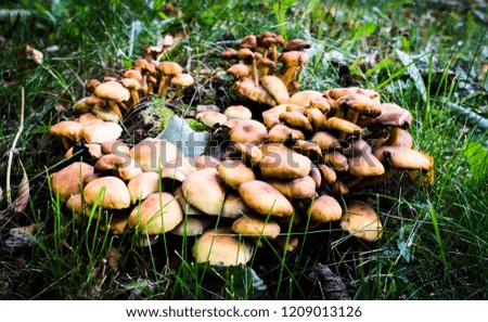 yellow mushrooms on a stump