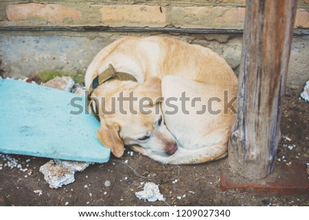 Abandoned dog. Sad Labrador retriever lying in the street. Emaciated dog Royalty-Free Stock Photo #1209027340