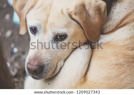 Abandoned dog. Sad Labrador retriever lying in the street. Emaciated dog Royalty-Free Stock Photo #1209027343