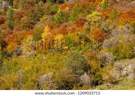Trees colors in autumn