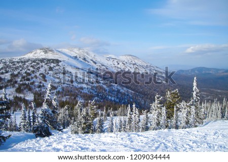 alpine landscape in winter: snowy hills with coniferous forest; young firs, densely covered with hoarfrost; mountain top with footprints and ski tracks
