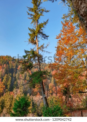 The beautiful nature of autumn with colorful trees captured in the majestic black forest of Germany on a sunny day in October with a blue sky