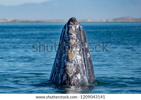 grey whale nose travelling pacific ocean in baja california