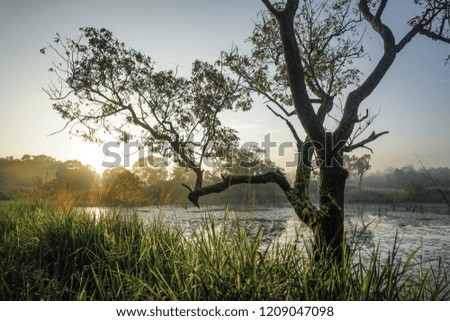 beautiful tree with a lake in the background at sunrise