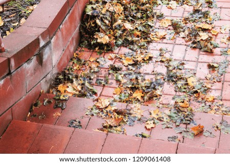 autumn. fun colors of autumn. wet fallen leaves on trees.