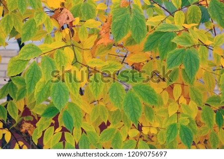 yellow, red, green leaves of bushes. golden autumn period background horizontal