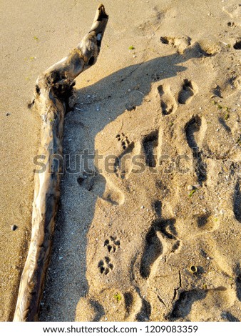 seashore, tree on the sand, foam waves, creative photography