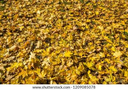 beautiful maple leaves