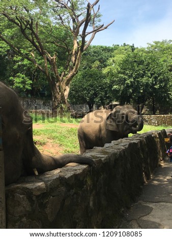 Two elephants in Yangon zoo