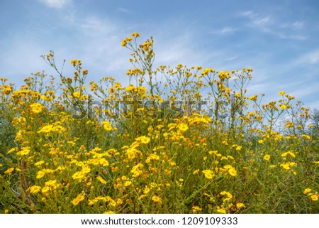 Blooming yellow flowers against the blue sky with clouds