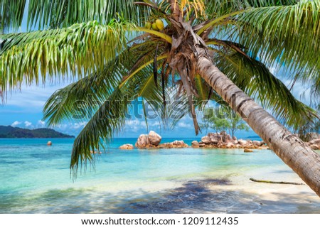 Palm tree on tropical island and turquoise sea.  Summer vacation and travel concept.  
