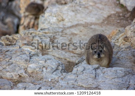 The rock hyrax, also called rock badger and known as the dassie. These small creatures are the closest living relatives to hyraxes are elephants and sirenians. Cape province, South Africa. 