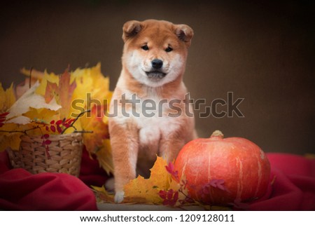 portrait puppy Shiba Inu dog ith autumn leaves and pumpkin on a red background