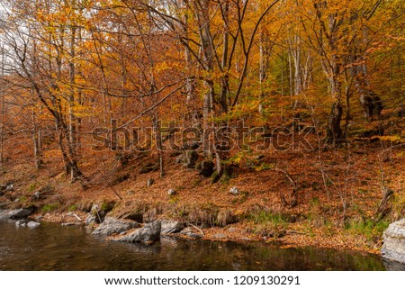 Autumn Mountain River