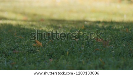 Closeup green grass with fallen leaves in the morning