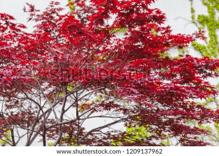 colorful maple Autumn leaves in the park at South Korea. (selective Focus)